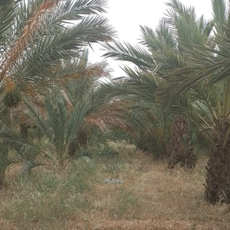 تضم 200 نخلة.. مطالب لوالي درعة تافيلالت بإنقاذ ضيعة فلاحية من الهلاك
