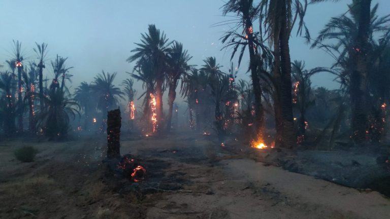 أتى على أزيد من 250 نخلة.. حريق مهول يزحف على واحة تمكروت نواحي زاكورة