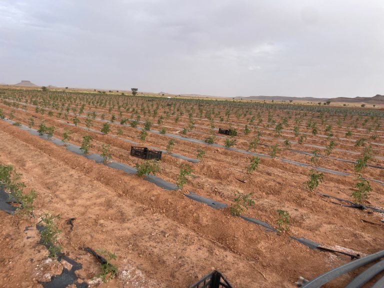 فلاحون من زاكورة يشتكون “الإقصاء غير المبرر” من دعم بذور الطماطم ويلوحون باللجوء إلى القضاء