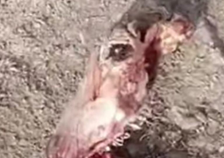 8 أشهر حبسا لناشط بتازة بسبب فيديو “عظام الحمير”.. وابنه يناشد لإطلاق سراحه